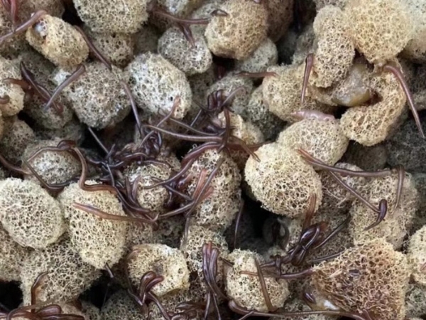 CA88养殖手艺履历和技巧浅谈