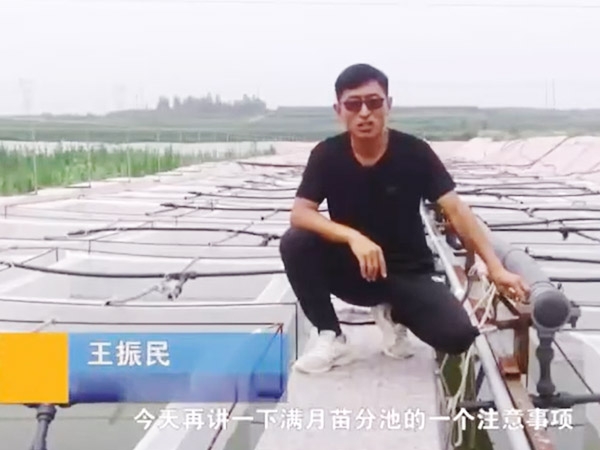 CA88满月苗的注重事项