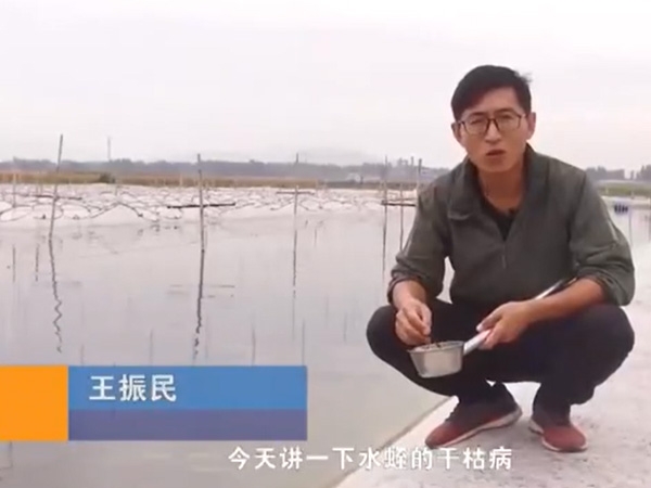 CA88干枯病爆发涯纪律及防治要领