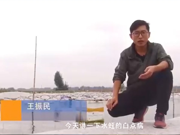 CA88白点病爆发涯纪律及防治要领