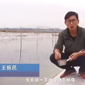 CA88干枯病爆发涯纪律及防治要领