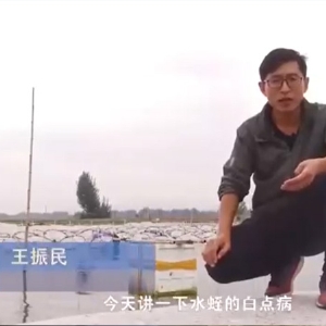 CA88白点病爆发涯纪律及防治要领